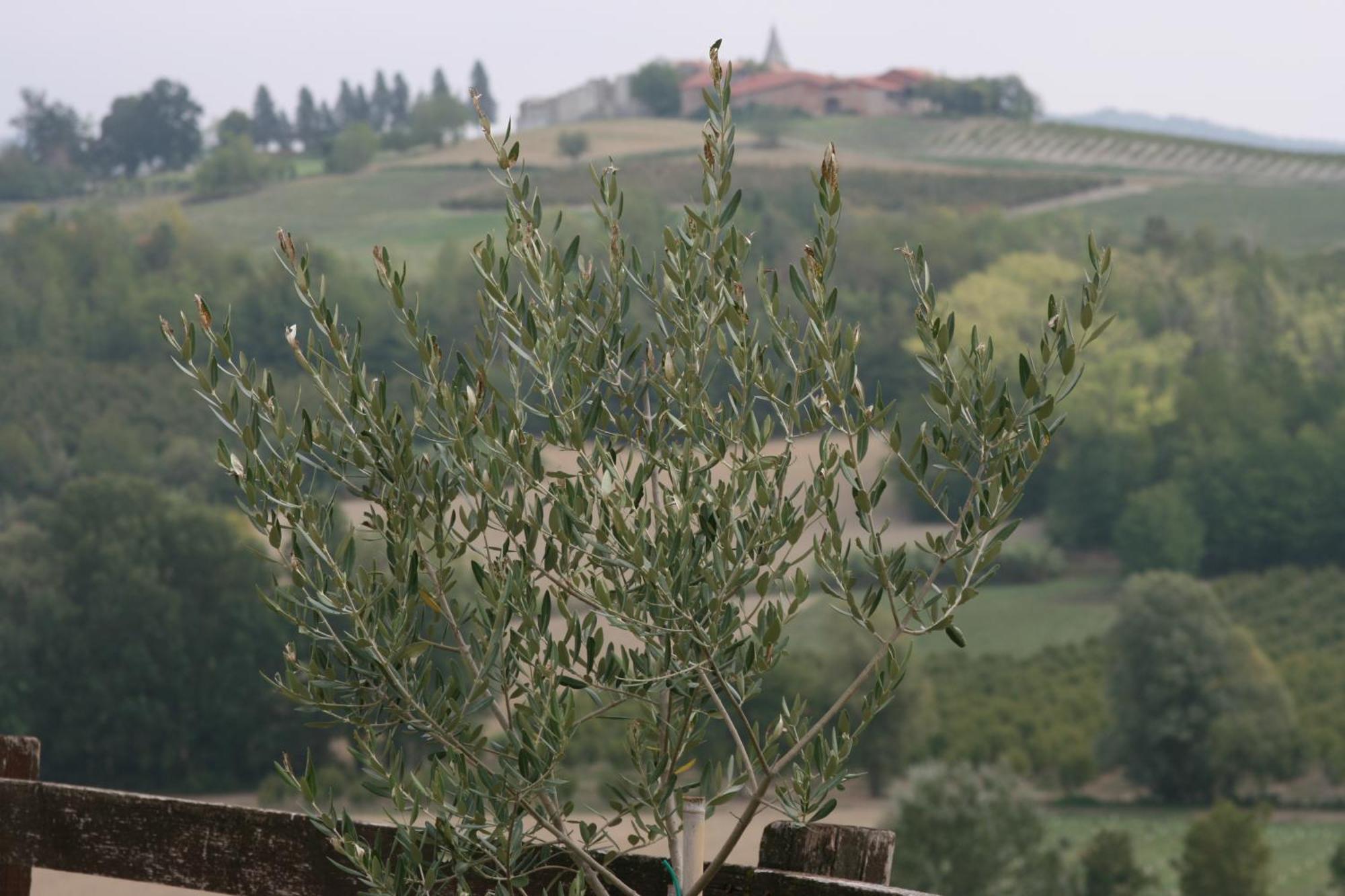 Willa Cascina Fazioli Alfiano Natta Zewnętrze zdjęcie